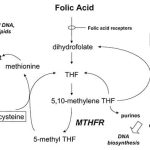 methylenetetrahydrofolate reductase