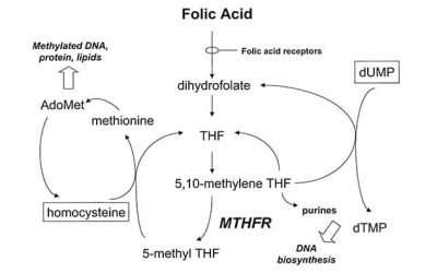 You are not an MTHFR!