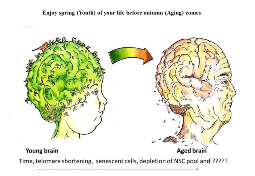 Cognitive Decline: Early Signs You Must Notice | Springfield, MO