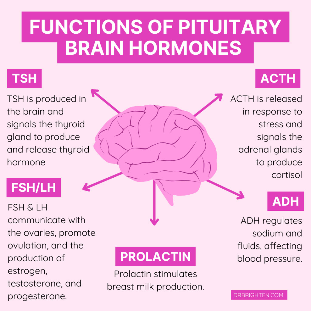 pituitary brain hormones functions